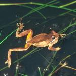 Brown Tree frog