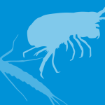 Waterbug silhouette illustration