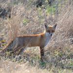 Red fox in long grass