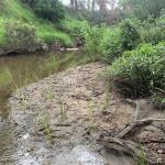 semi aquatic Plenty River plants