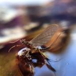 Waterbug census training