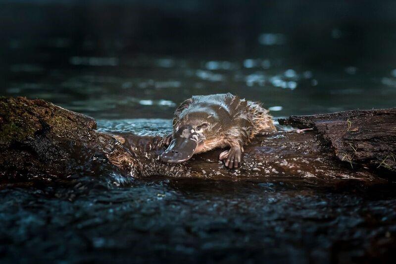 Platypus