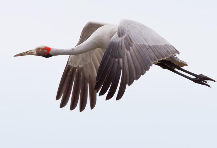 Brolga flying at the Western Treatment Plant