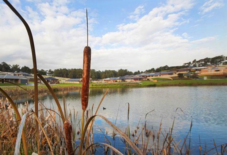 Constructed wetland near a new development