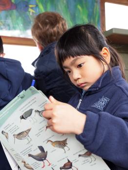 A young child is looking at a bird identification sheet at the Edithvale bird hide.