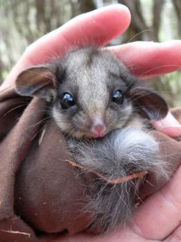 Melbourne Water is committed to the future of the vulnerable Leadbeater's Possum  ​