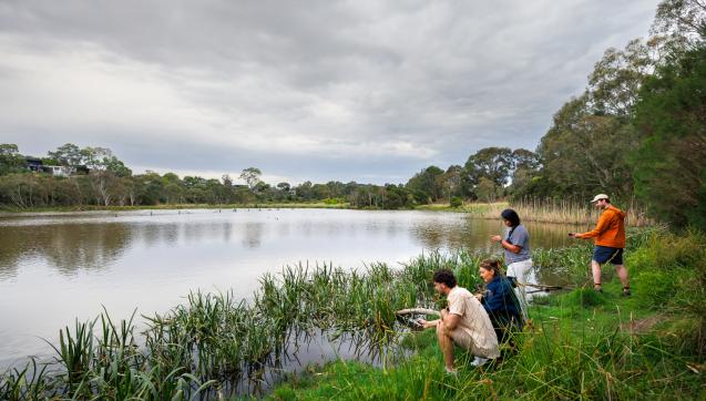 Frog monitoring in wetland