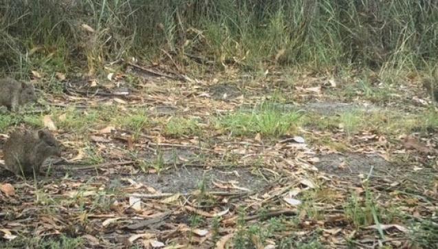 Two Long-nosed Potoroos and a Lewin’s Rail captured on one of the monitoring cameras