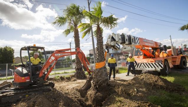 Earthworks machinery digging up a palm tree