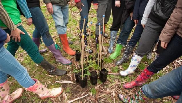 Group of Landcare volunteers standing in a circle around a collection of seedlings
