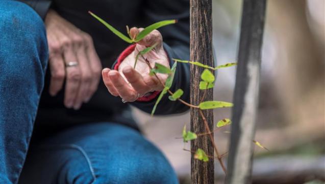 Close up of community member handling a seedling