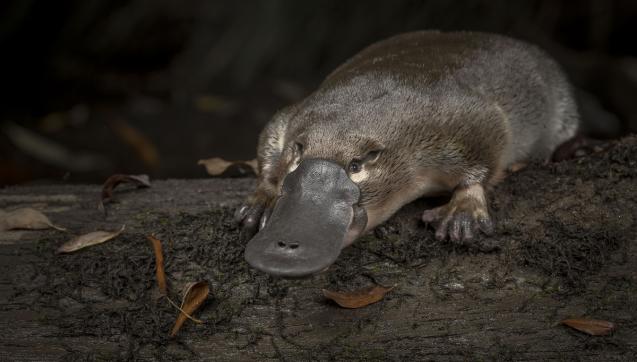 Platypus on a log