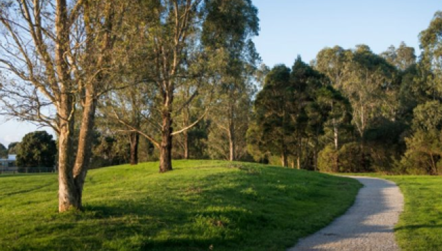 Trees surrounding a walkway