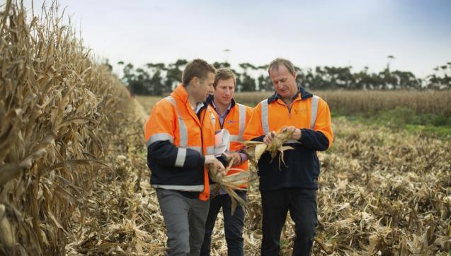 Three employees stand in Western Treatment Plant paddocks examining crops