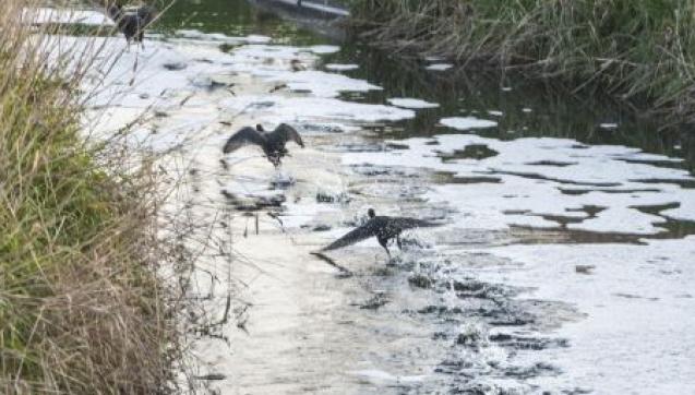 WTP channel with birds taking flight