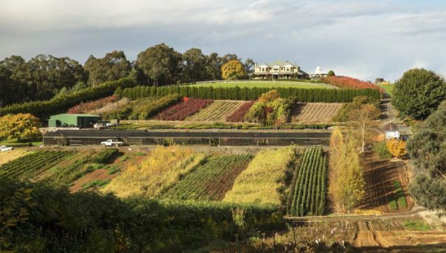 View of orchard