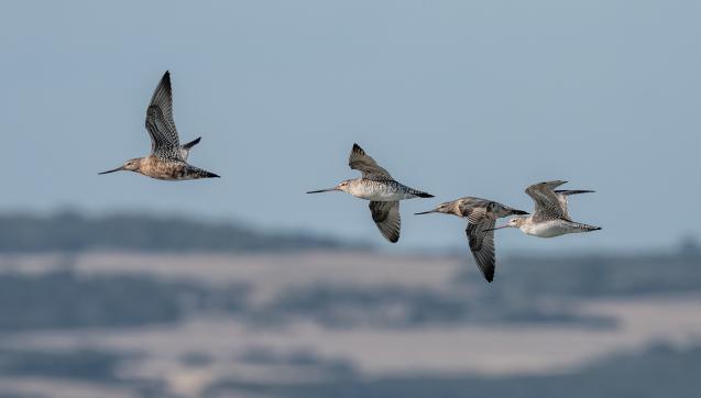 Four shorebirds flying with hills in the background.
