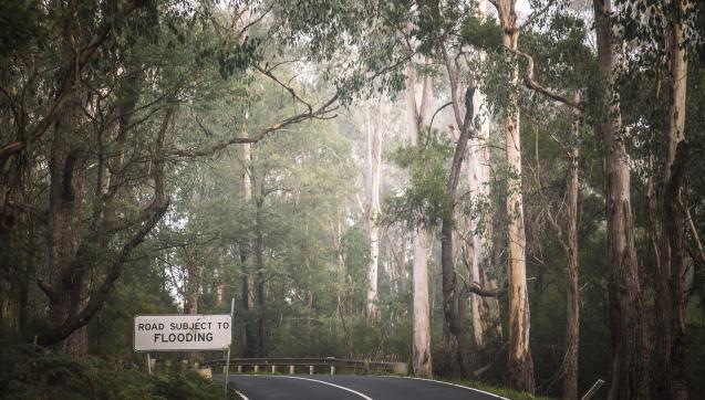 Passing through Helmeted Honeyeater country, Mountain Swamp gum habitat in Yellingbo