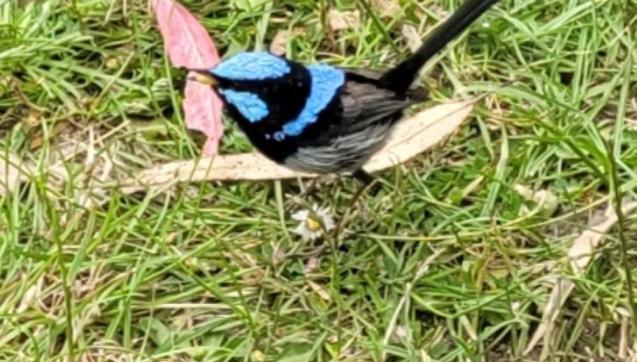 Fairy wren
