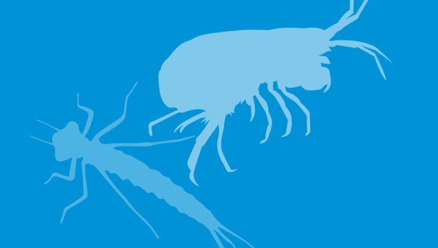 Waterbug silhouette illustration