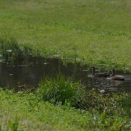 Ibis and ducks call the D1 Drain Werribee home
