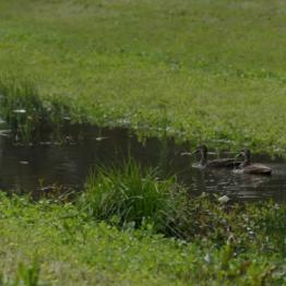 Ibis and ducks call the D1 Drain Werribee home