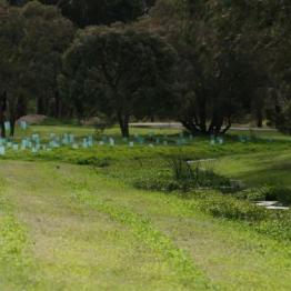 vegetation growing in the D1 Drain project area Werribee