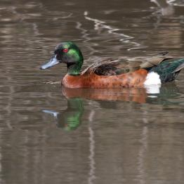 Chestnut Teal at Western Treatment Plant