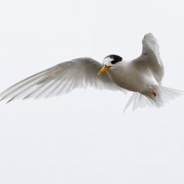 Fairy Tern at Western Treatment Plant