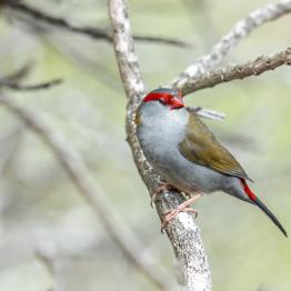 Honeyeater bird
