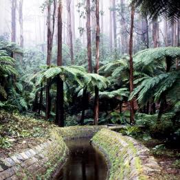 Stone aqueduct in a ferny forest