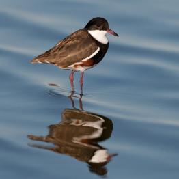 Red-kneed Dotterel at the Western Treatment Plant