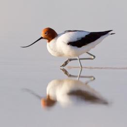 Red-necked avocet at the Western Treatment Plant