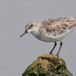 Red-necked stint at the Western Treatment Plant