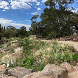 New gravel path and revegetation on the Strathmore side of the creek 
