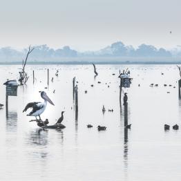 Pelicans and waterfowl sit atop nesting boxes at Lake Borrie