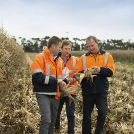 Three employees stand in Western Treatment Plant paddocks examining crops