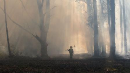 Firefighter standing in a forest ravaged by bushfires