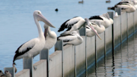 ETP_birds2.png Thumbnail