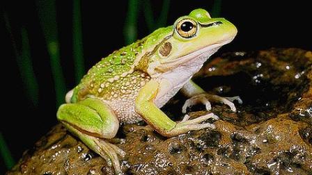 Growling Grass Frog