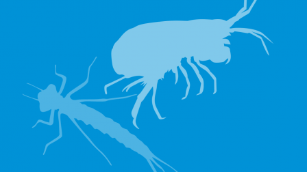 Waterbug silhouette illustration