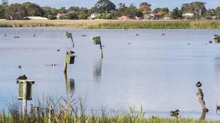 Birdlife reclining in their local waterway, Edithvale Seaford Wetland 