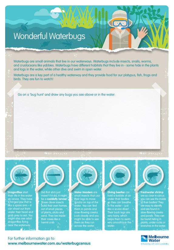 Wonderful waterbugs activity sheet